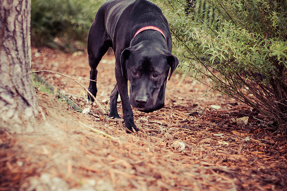 Dog Daze | Stapleton MCA