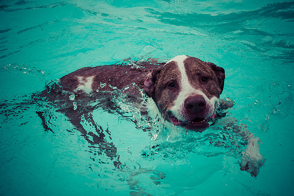 Dog Daze | Stapleton MCA