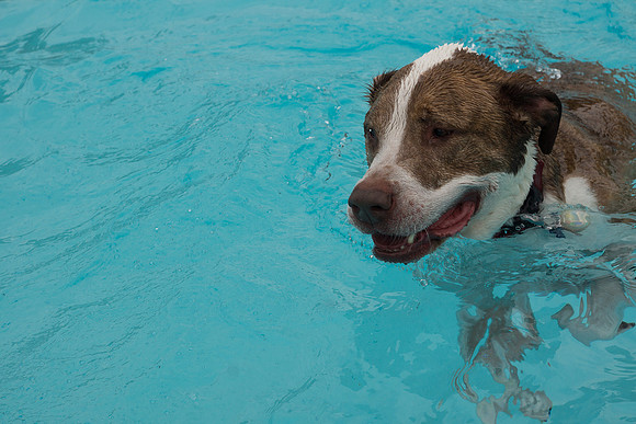 Dog Daze | Stapleton MCA