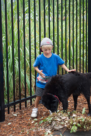Dog Daze | Stapleton MCA