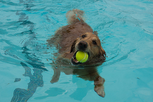 Dog Daze | Stapleton MCA