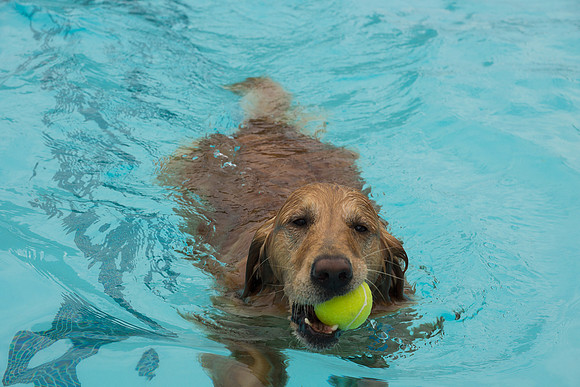 Dog Daze | Stapleton MCA