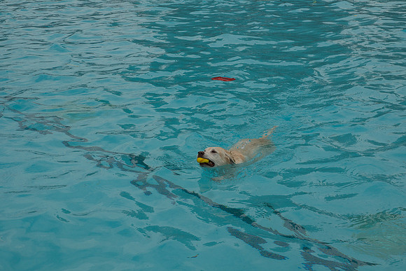 Dog Daze | Stapleton MCA