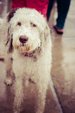 Dog Daze | Stapleton MCA