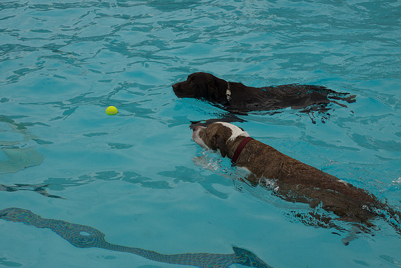 Dog Daze | Stapleton MCA