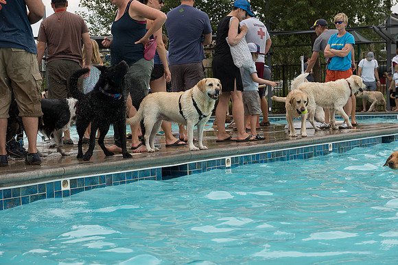 Dog Daze | Stapleton MCA