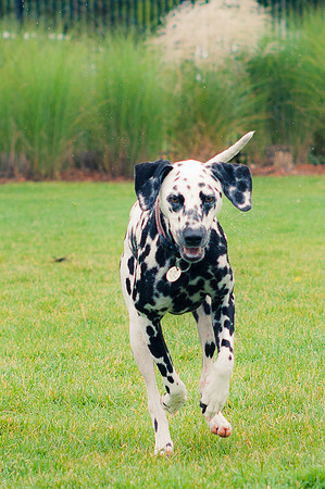 Dog Daze | Stapleton MCA