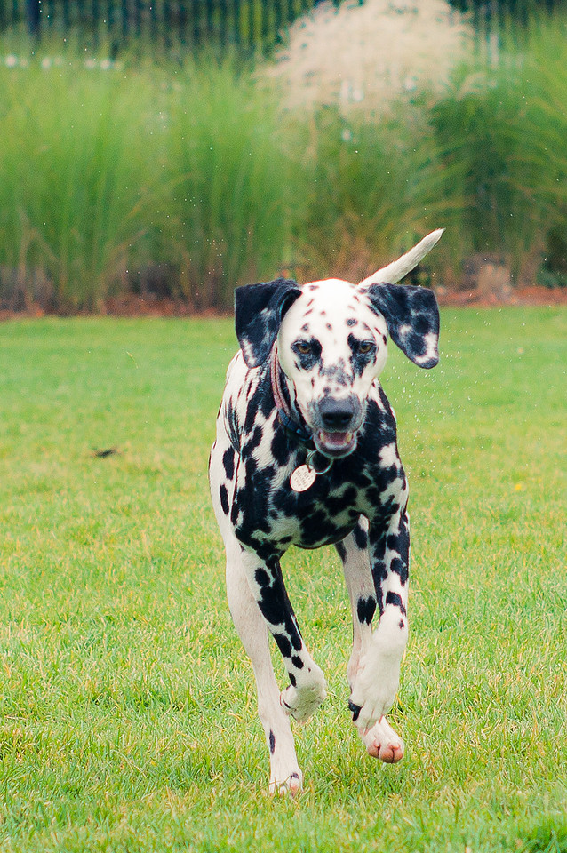 Dog Daze | Stapleton MCA
