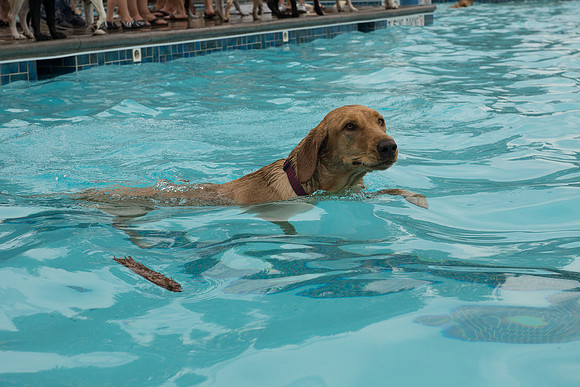Dog Daze | Stapleton MCA