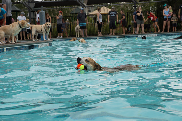 Dog Daze | Stapleton MCA