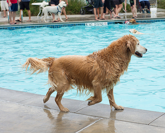 Dog Daze | Stapleton MCA