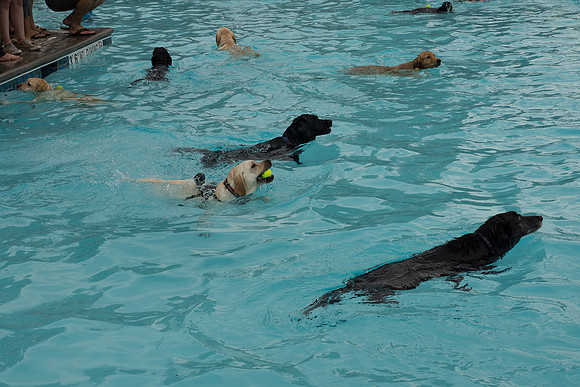 Dog Daze | Stapleton MCA
