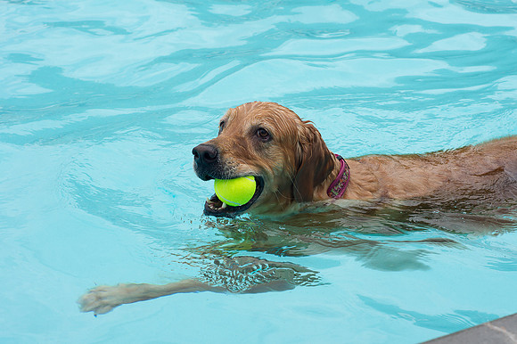 Dog Daze | Stapleton MCA