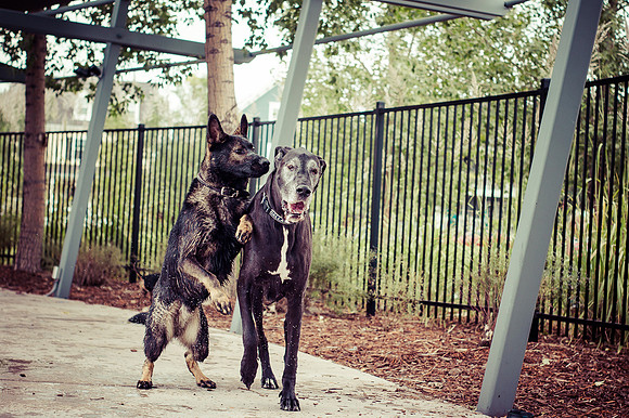 Dog Daze | Stapleton MCA