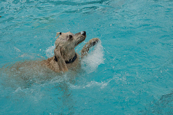 Dog Daze | Stapleton MCA