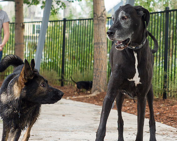 Dog Daze | Stapleton MCA