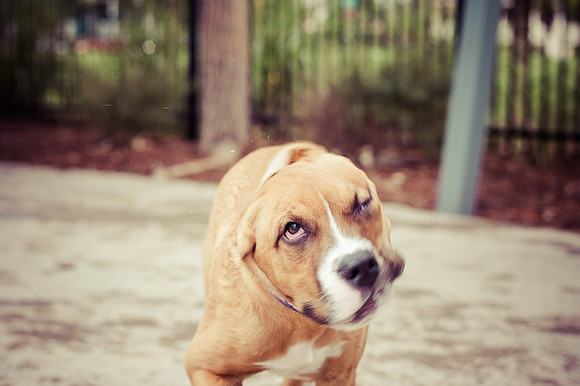Dog Daze | Stapleton MCA
