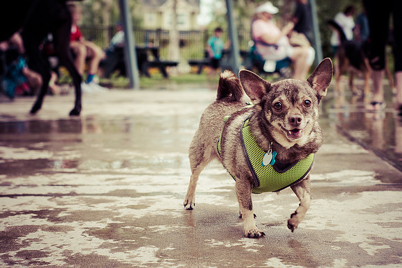 Dog Daze | Stapleton MCA