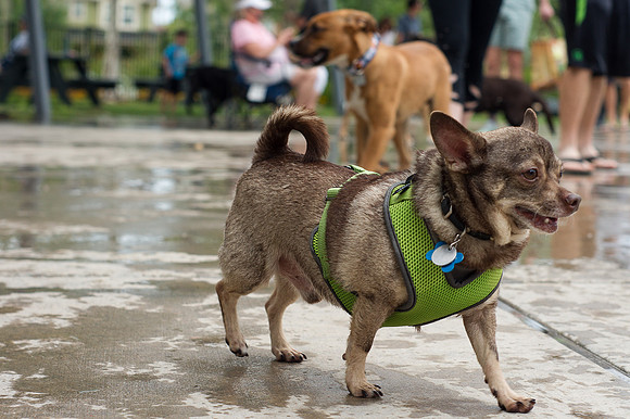 Dog Daze | Stapleton MCA