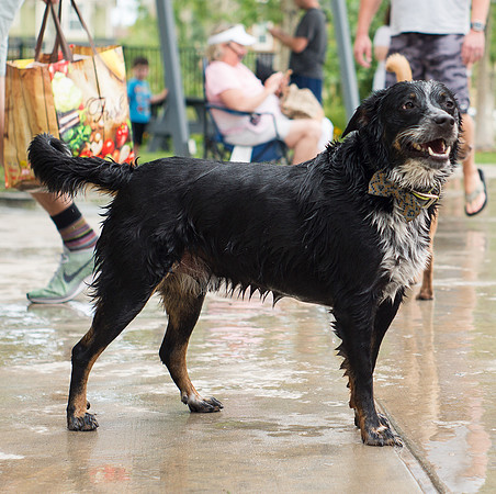 Dog Daze | Stapleton MCA