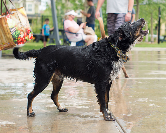 Dog Daze | Stapleton MCA