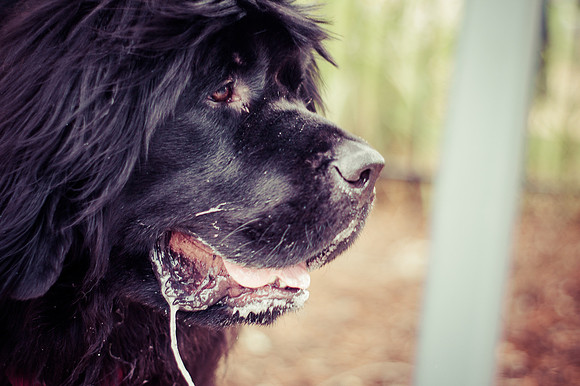 Dog Daze | Stapleton MCA