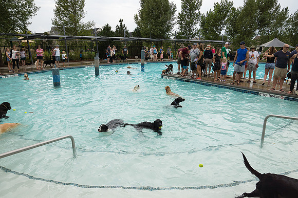 Dog Daze | Stapleton MCA