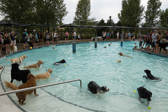 Dog Daze | Stapleton MCA