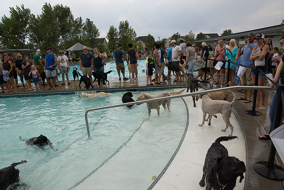 Dog Daze | Stapleton MCA