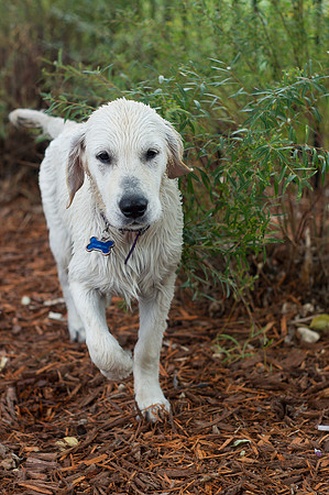 Dog Daze | Stapleton MCA