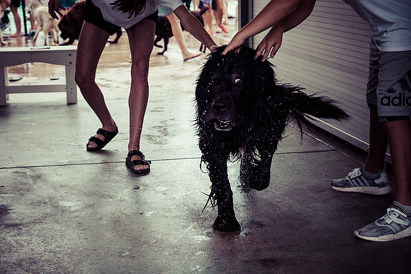Dog Daze | Stapleton MCA