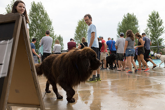 Dog Daze | Stapleton MCA