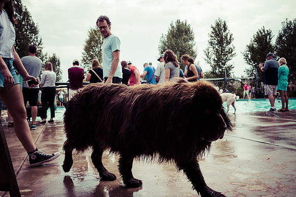 Dog Daze | Stapleton MCA