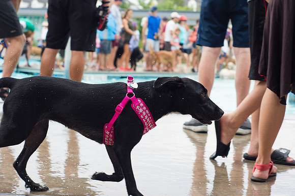 Dog Daze | Stapleton MCA