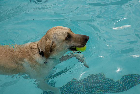 Dog Daze | Stapleton MCA