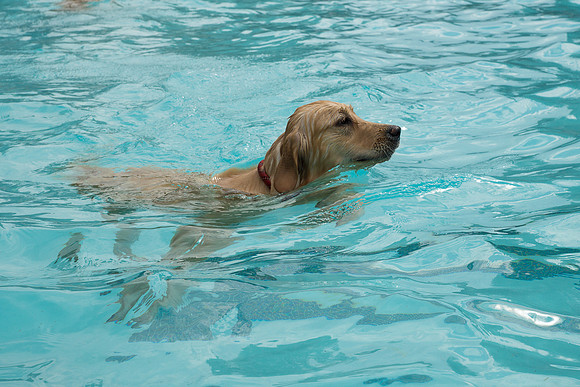 Dog Daze | Stapleton MCA
