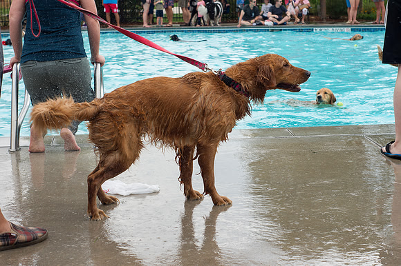 Dog Daze | Stapleton MCA