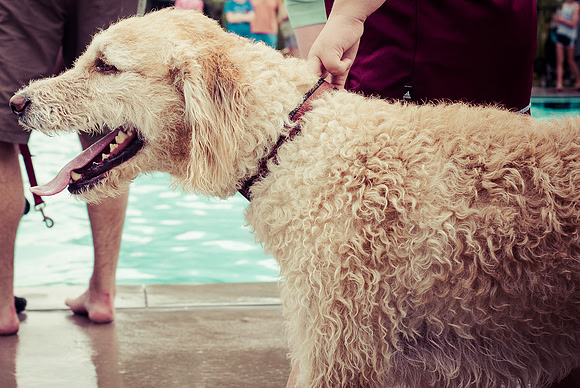 Dog Daze | Stapleton MCA
