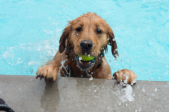 Dog Daze | Stapleton MCA