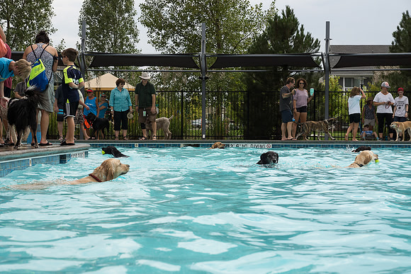 Dog Daze | Stapleton MCA