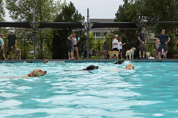Dog Daze | Stapleton MCA