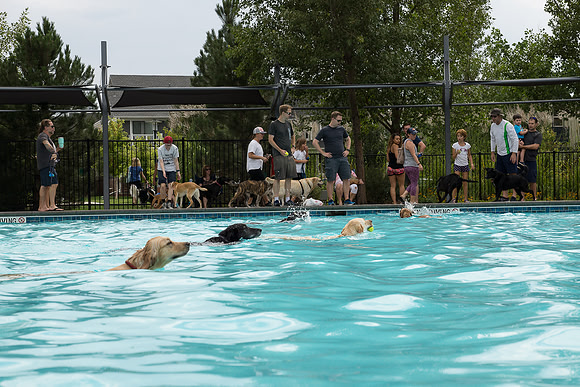 Dog Daze | Stapleton MCA
