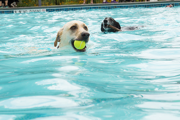 Dog Daze | Stapleton MCA