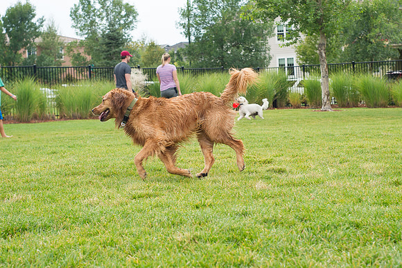 Dog Daze | Stapleton MCA