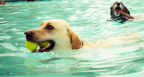 Dog Daze | Stapleton MCA