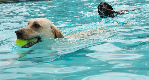 Dog Daze | Stapleton MCA