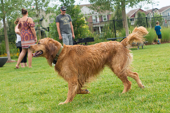 Dog Daze | Stapleton MCA