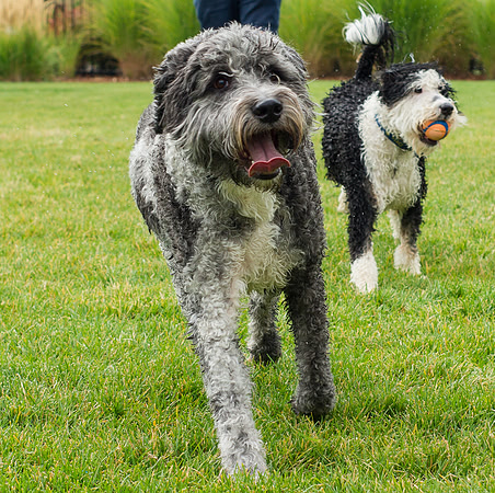 Dog Daze | Stapleton MCA