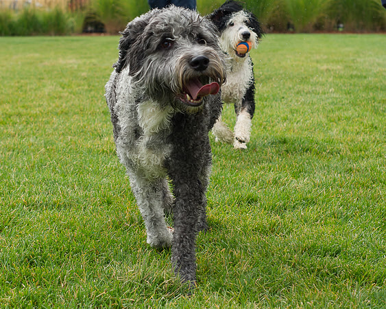 Dog Daze | Stapleton MCA