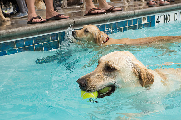 Dog Daze | Stapleton MCA